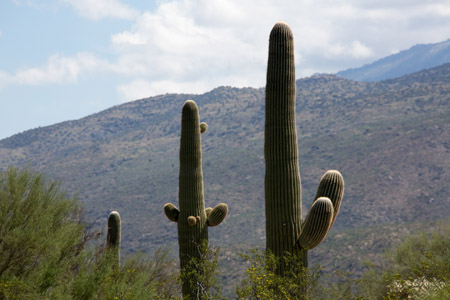 saguaro np east-39